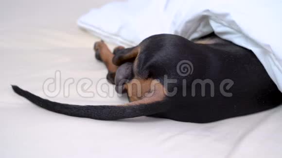 狗在床上睡觉休息用毯子包裹把尾巴粘在毯子里达赫尚德醒来从毯子下面爬出来视频的预览图
