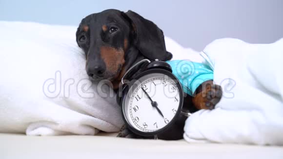 黑褐色的狗种达克尚德睡在床上闹钟不能醒来在早上6点的钟上活得机智视频的预览图