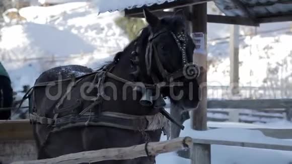 美丽的骏马为相机而鸣一匹在夕阳下的冬天骑着骑士的骏马视频的预览图