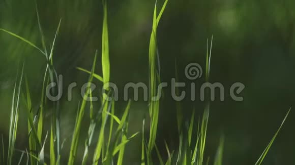 鲜绿的春草带着露珠模糊的草地背景宇宙空间视频的预览图