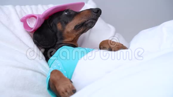 大猎犬黑褐色床上高热头上有冰水袋视频的预览图