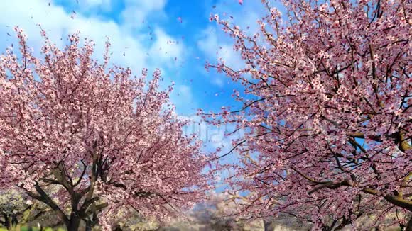 天空背景上盛开的樱花树和花瓣视频的预览图