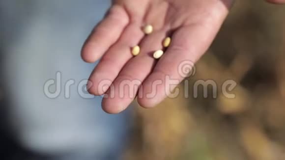 在一个人手中特写成熟的谷物农民手掌上的小麦视频的预览图