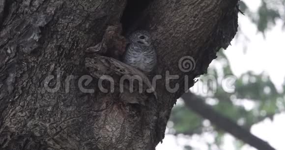 在树洞上发现小猫视频的预览图