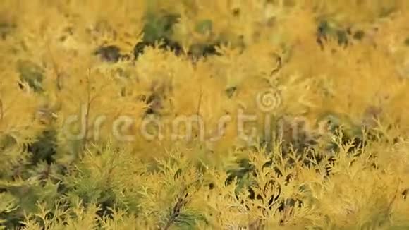 特写植物黄色枝条视频的预览图
