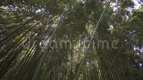 这是一幅竹林的画视频的预览图