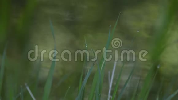 鲜绿的春草露水滴在模糊的水背景上视频的预览图
