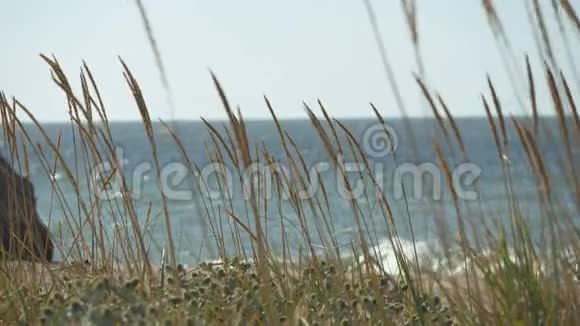 克里米亚草原的植物海浪穿过干草冲刷海岸枯木耳在风中摇曳视频的预览图