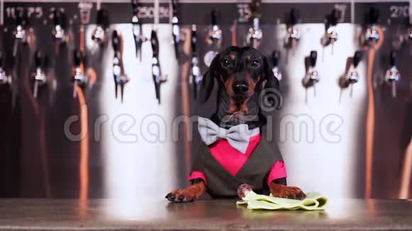 穿着蝴蝶结和西装的可爱的狗狗狗狗狗狗酒保黑色和棕色在酒吧柜台用餐巾擦桌子等待视频的预览图