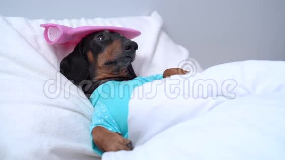 大猎犬黑褐色在高热温度的床上兽医纠正头上的冰水袋视频的预览图