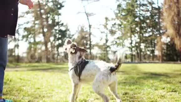 照顾宠物在冠状病毒期间和狗一起散步一个年轻的女人和她的狗在春天公园散步视频的预览图