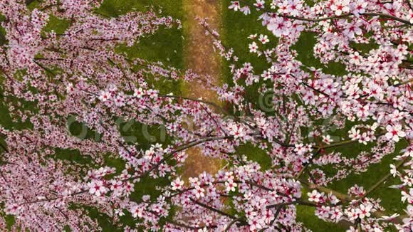 樱花盛开的樱花树顶景3D视频的预览图
