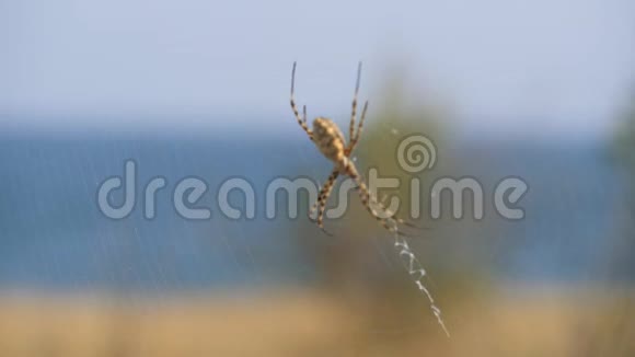 蜘蛛坐在网上克里米亚蜘蛛阿尔乔普龙贝特视频的预览图