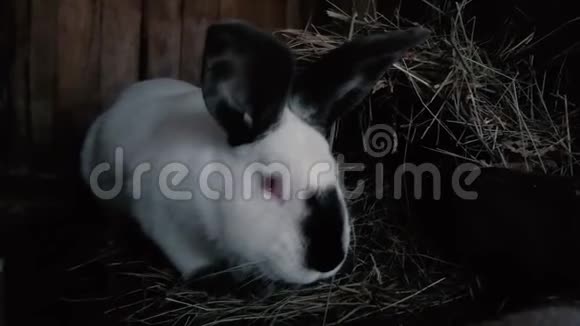 一只红眼睛黑耳朵的兔子从笼子里探出头来看镜头视频的预览图