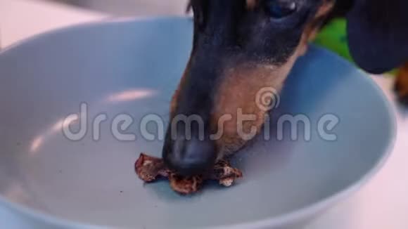 漂亮的狗狗狗最后吃了碗里的一块干肉咀嚼舔视频的预览图