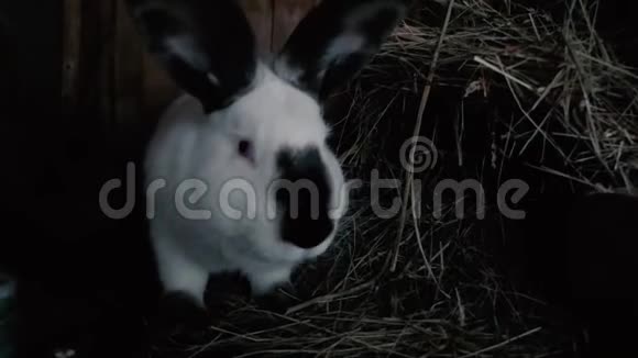 一只兔子从农院的笼子里偷看看着镜头吃干草视频的预览图