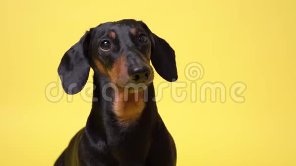 用蓝色牙刷在黄色背景下隔离的牙齿中的可爱狗大猎犬视频的预览图
