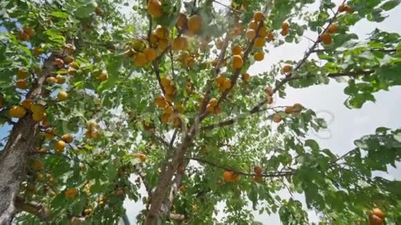 很多成熟的杏树枝视频的预览图