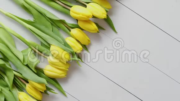 白色木桌上一排新的黄色郁金香视频的预览图