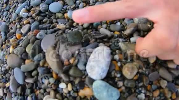 年轻女子试图用手指触摸小螃蟹跑在鹅卵石海滩上看水操作摄像机视图视频的预览图