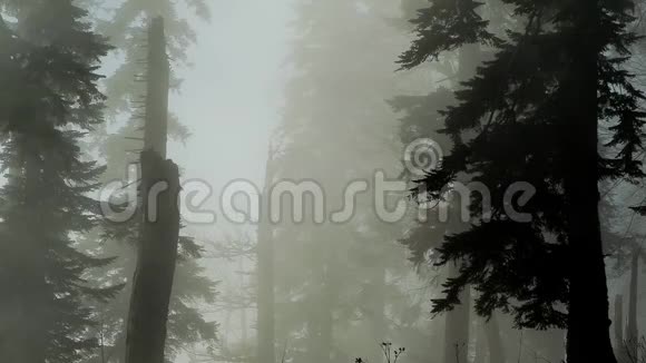 浓雾弥漫在森林里日出前穿过树枝视频的预览图