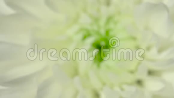 美丽的菊花花束有花园花的视频横幅花卉镜头视频的预览图