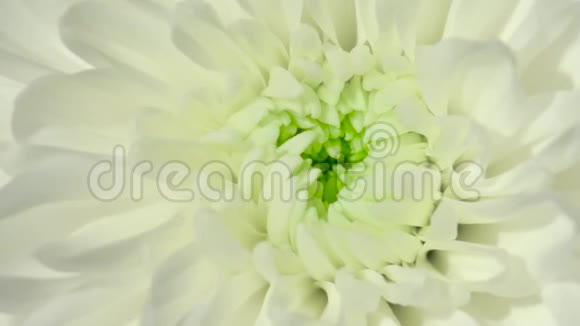 美丽的菊花花束有花园花的视频横幅花卉镜头视频的预览图