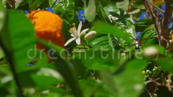 盛开的橙树视频的预览图