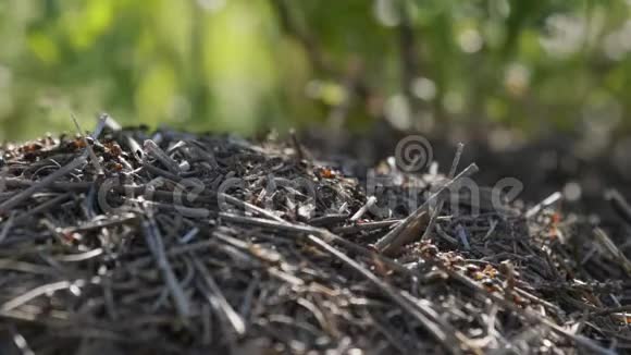 花盘上有红树蚂蚁在森林里特写一群蚂蚁视频的预览图