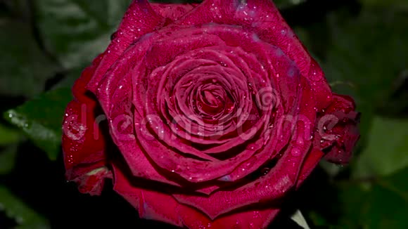 玫瑰花特写孤立美丽的玫瑰花滴着水视频的预览图