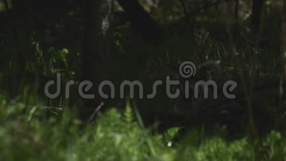 在树林里追踪一只狗一只带着红领带的小狗正在寻找食物视频的预览图