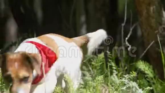 在树林里追踪一只狗一只带着红领带的小狗正在寻找食物视频的预览图