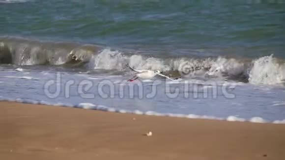 海鸥起飞降落在泡沫的波浪上视频的预览图