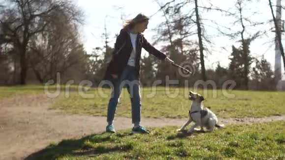 年轻的女人和她可爱的小狗狗在玩棍子宠物护理检疫期间狗在公园散步视频的预览图