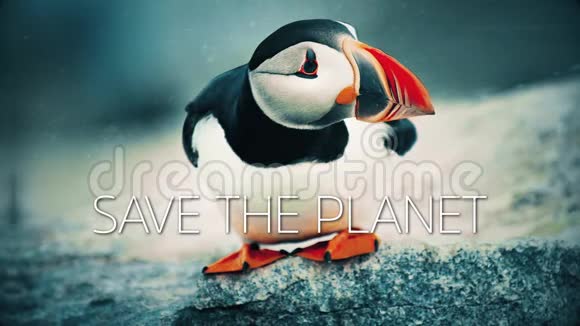 拯救地球的海雀视频的预览图