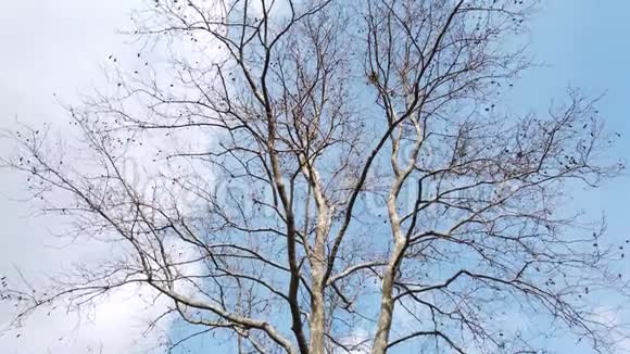 自然界冬季落叶乔木视频的预览图