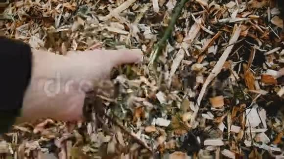 特写男手从一大堆里拿了一把覆盖锯末农业和回收概念慢运动视频的预览图
