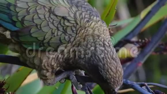 新西兰本土鹦鹉一只凯亚鸟在寻找食物视频的预览图