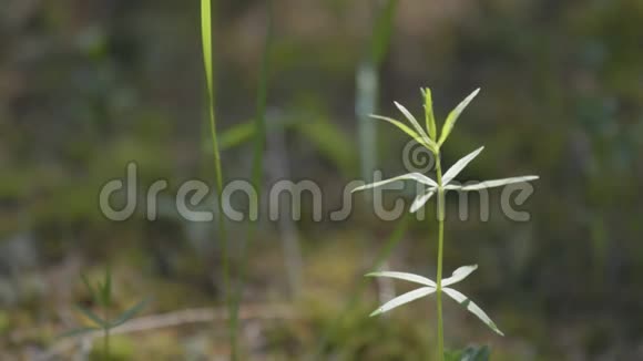 鲜绿的春草带着露珠模糊的草地背景视频的预览图