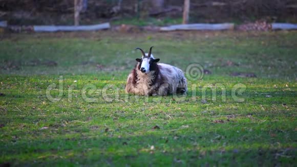 杰克布羊平静地躺在草地上轻松自在视频的预览图