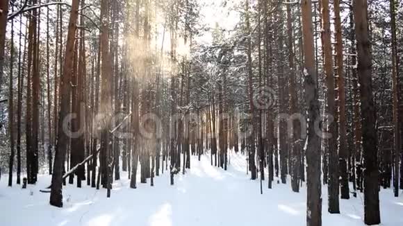 冬天的森林和在阳光下从树上落下的雪视频的预览图