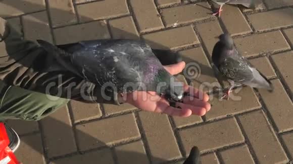 一个人用手喂鸽子街上有很多鸽子晴天视频的预览图