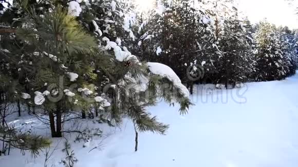 冬季森林背景下的云杉枝视频的预览图