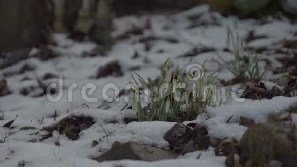 在春天雪滴周围融化的雪时光流逝雪在花周围消失了4K视频视频的预览图