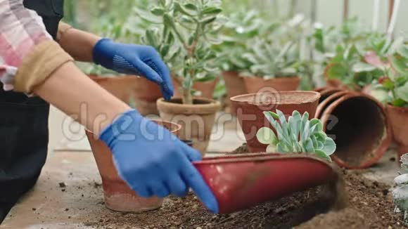 镜头前的细节一个戴着蓝色手套的园丁是如何把一株小植物种进罐子里的视频的预览图