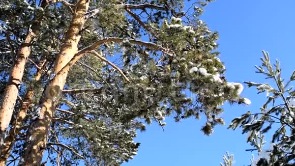 云杉在冬季森林中的分支在风中发展视频的预览图