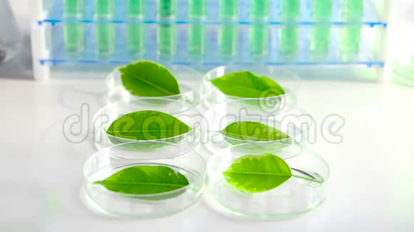 一位科学家在培养皿中滴下一种能加速绿叶生长的药物视频的预览图
