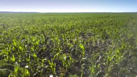 在蓝蓝的天空下绿色的玉米无边的田野之上视频的预览图