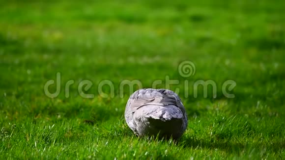一只疣猪在绿色草地上寻找食物视频的预览图