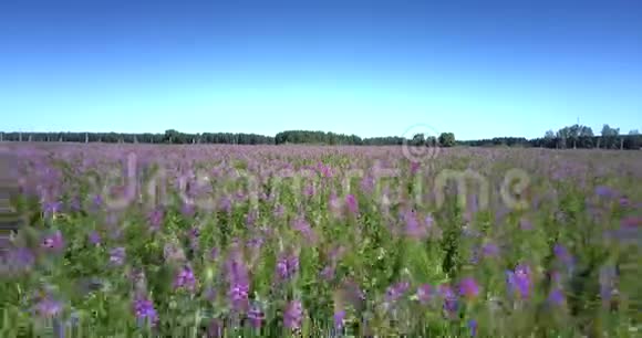 绿林中生长着紫罗兰色的浓田视频的预览图